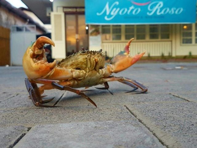 Kepiting Nyoto Roso Semarang