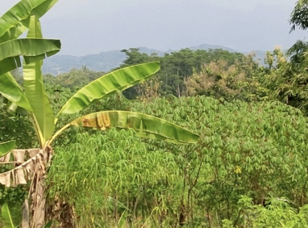 Sewa Tanah Tegalan Kecamatan Tembalang