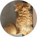 Elok Azaly profile picture